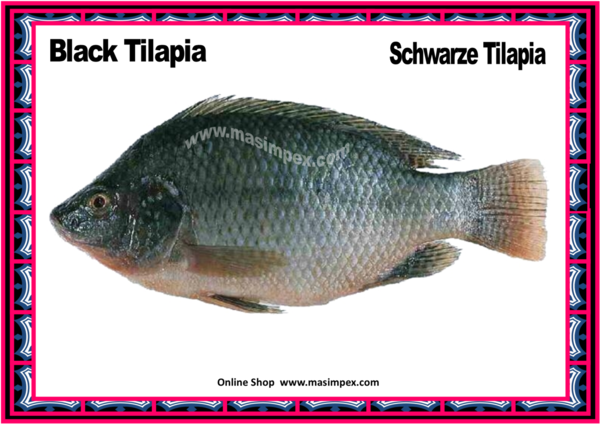 Tilapia Schwarz 500-800g 1 Kg