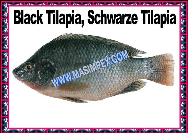 Black Tilapia 4 Kg Karton